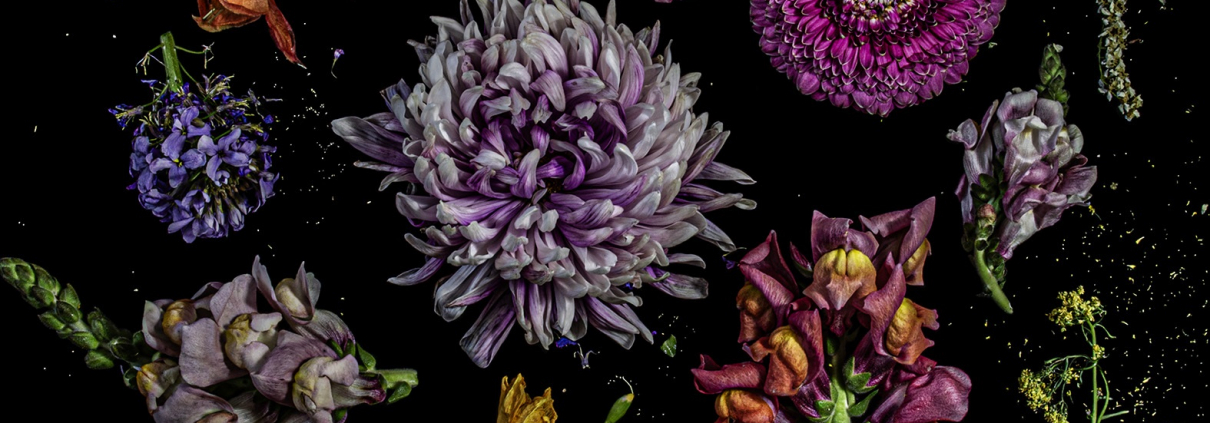Dale Grant, Florilegium, 2026, Fine Art Print on Hahnemühle Fine Art Baryta, 50 x 40 cm