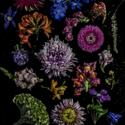 Dale Grant, Florilegium, 2026, Fine Art Print on Hahnemühle Fine Art Baryta, 50 x 40 cm