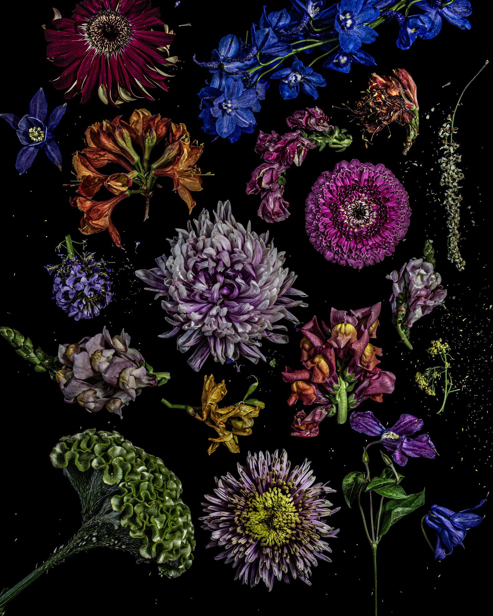 Dale Grant, Florilegium, 2026, Fine Art Print on Hahnemühle Fine Art Baryta, 50 x 40 cm